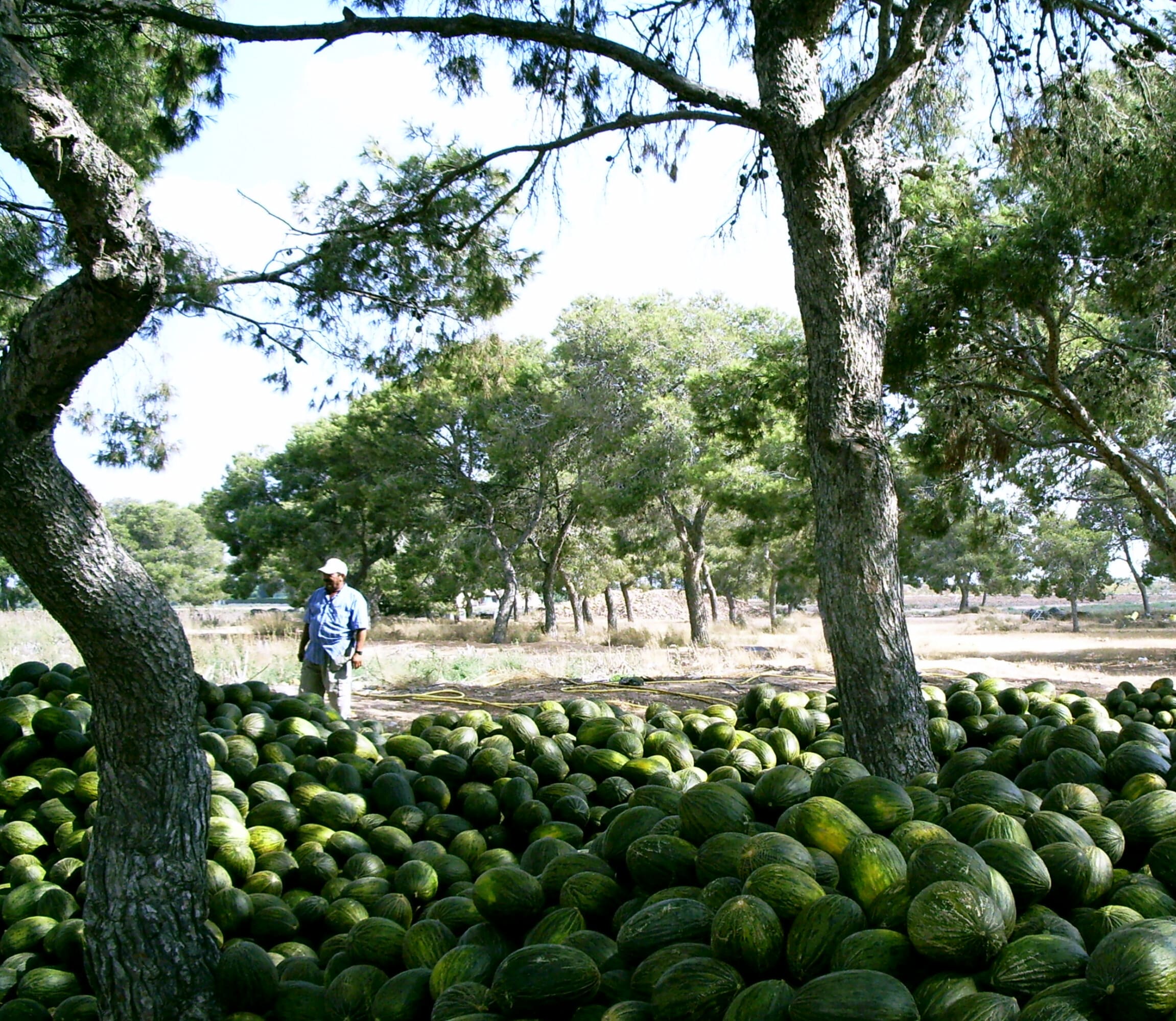 A la sombra de un árbol...